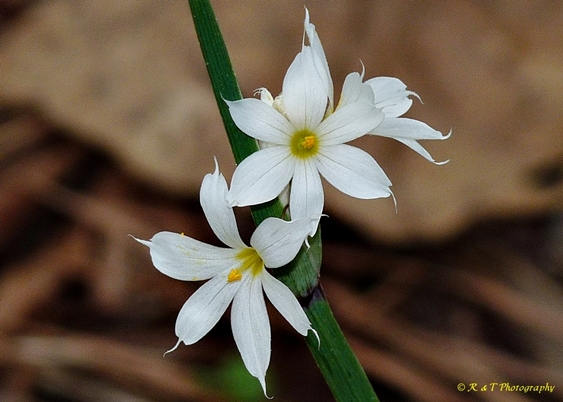 {Sisyrinchium albidum}